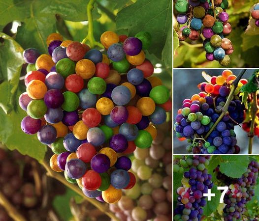 Experience the Visual Delight of Rainbow Grapes: Nature’s Colorful Spectacle