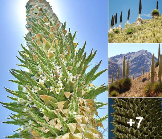 Monarch of the Andes: Witness the Majestic Centennial Blossom of Earth’s Largest Bromeliad