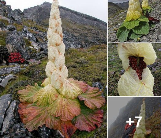 Embracing the Enigmatic Charm of the Himalayan Noble Rhubarb