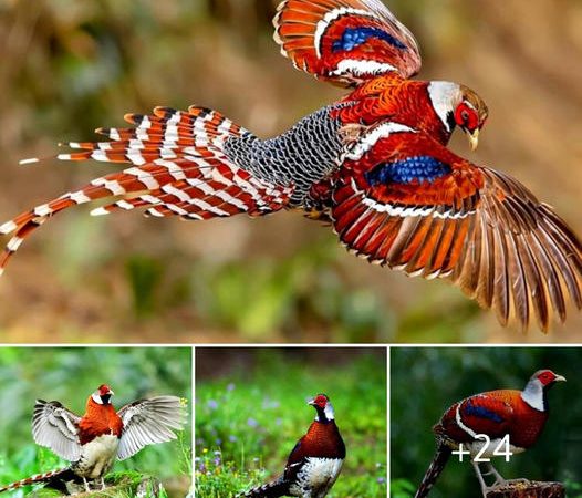 Exploring the Enigmatic Beauty of Elliot’s Pheasant: Nature’s Living Masterpiece