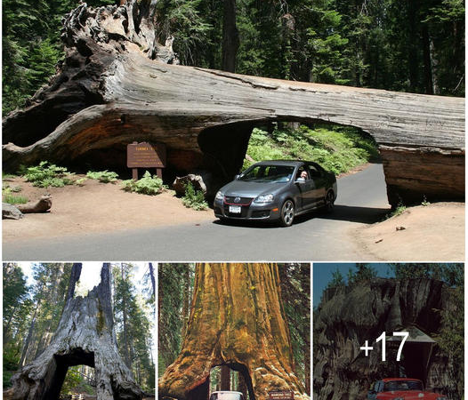 Nature’s Wonders: The Enchanted World of Drive-Through Trees