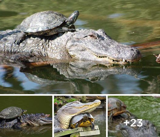 Unexpected Friendship: Alligator and Turtle Share a Surprising Ride in Florida