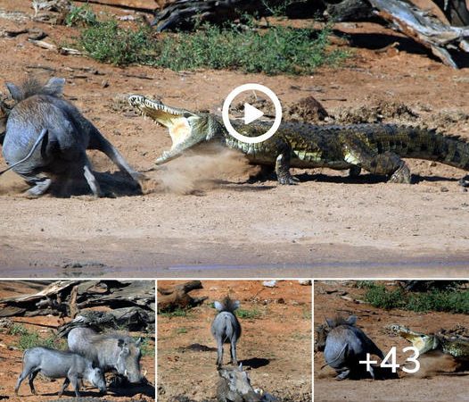 Close Call: Crocodile’s Brush with Danger While Hunting Newborn Warthogs