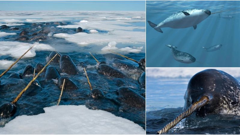 The Enigmatic North Atlantic Narwhal: Unveiling the Astonishing Traits of Ocean’s Most Mysterious Creatures