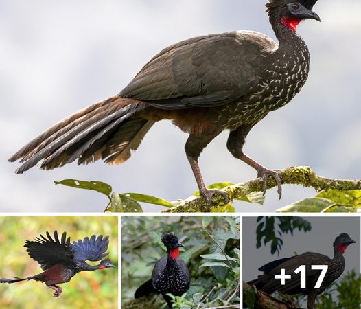 The Extraordinary Features of the Crested Guan: A Remarkable Bird of the Forests