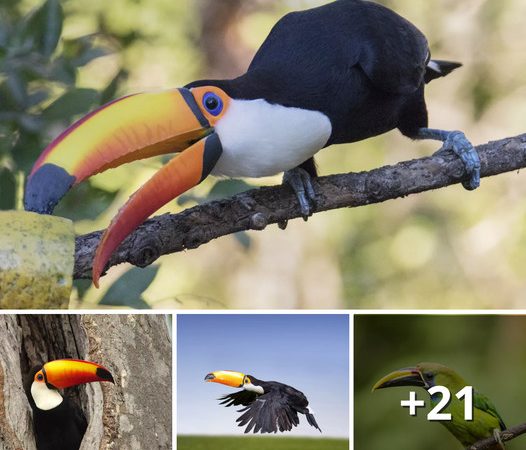 Exploring the Captivating Traits of Toucans: Nature’s Vibrant and Enigmatic Avian Creations