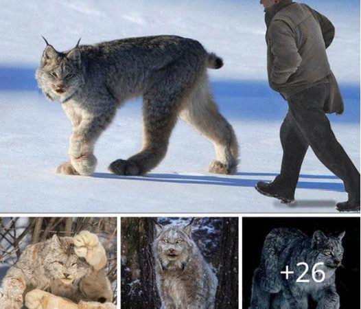 Discover the Canada Lynx: A Feline with Paw Prints as Large as a Human Hand