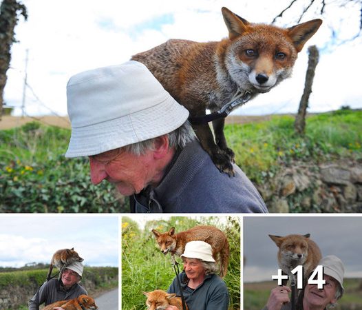 Caring for Grandpa: Heartwarming Fox Recovery Story