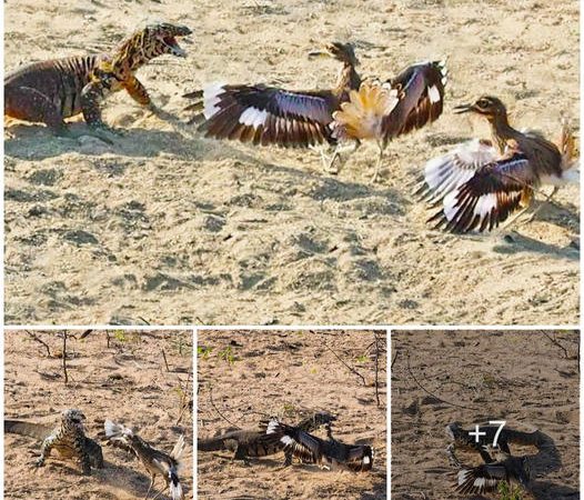 Birds Defend Their Nest Against a Giant Lizard