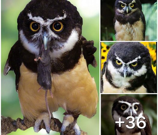 Unveiling the Enigmatic Charm of the Spectacled Owl: Guardian of Neotropical Rainforests