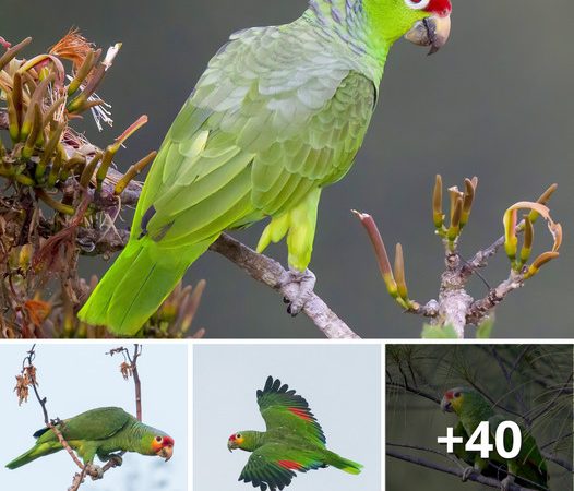 The Vibrant Splendor of the Red-Lored Parrot: Nature’s Feathered Jewel