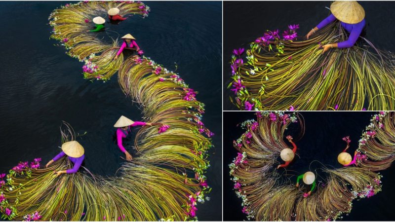 Enchanting Scenes: Farmers Gathering Waterlilies in the Mekong Delta – 16 Breathtaking Nature Photos