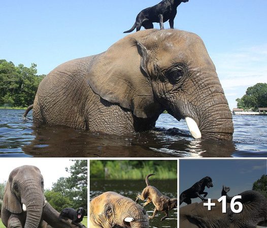 Unlikely Companions: Labrador Retriever Forges Heartwarming Connection with Orphaned Elephant