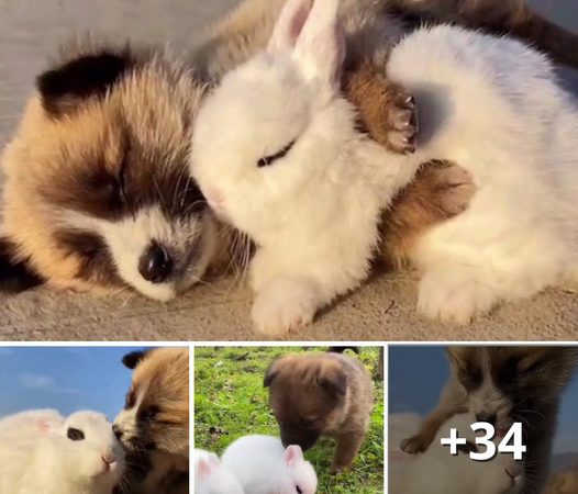 Friends Bunny and Puppy Reunite for a Cozy Nap and Cuddle Session