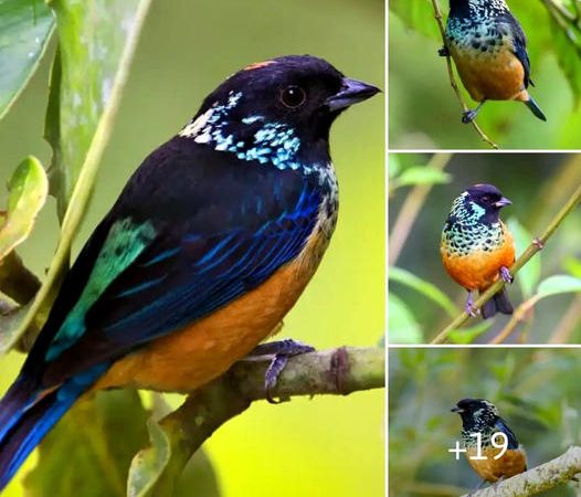 Encountering the Mesmerizing Spangle-Cheeked Tanager: A Glittering Gem in the Avian World