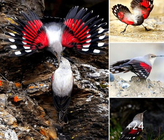 The Wallcreeper: A Cryptic Gem of the Rocky Terrains