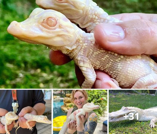 Wild Florida Zoo Welcomes Adorable Albino Alligator Hatchlings