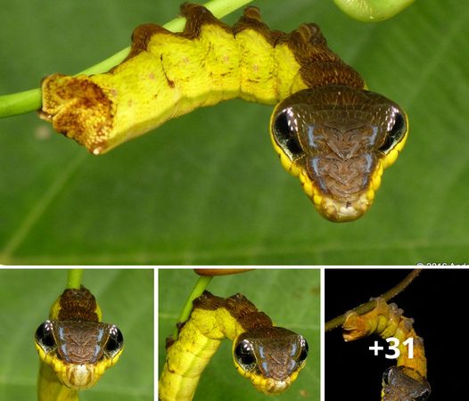 Nature’s Ultimate Impersonator: The Astonishing Mimicry of the Amazon Caterpillar