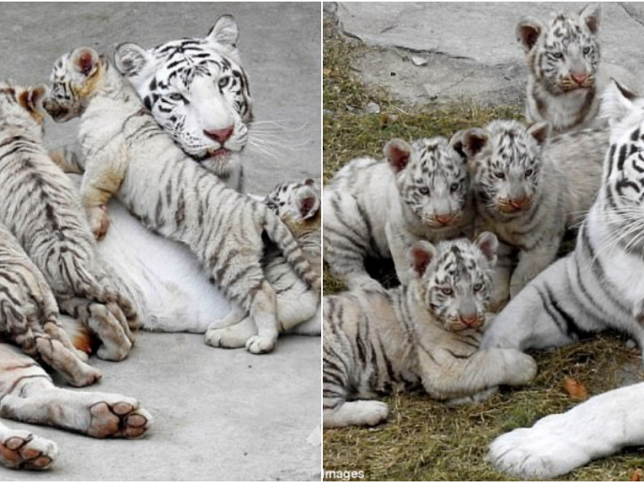 Adorable White Bengal Tiger Cubs Find Joy in Special Kindergarten at ...