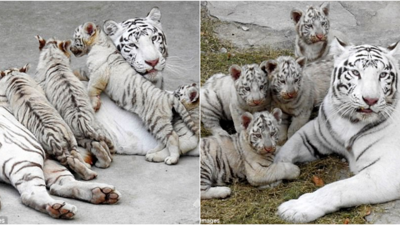 Adorable White Bengal Tiger Cubs Find Joy in Special Kindergarten at Taiyuan Zoo