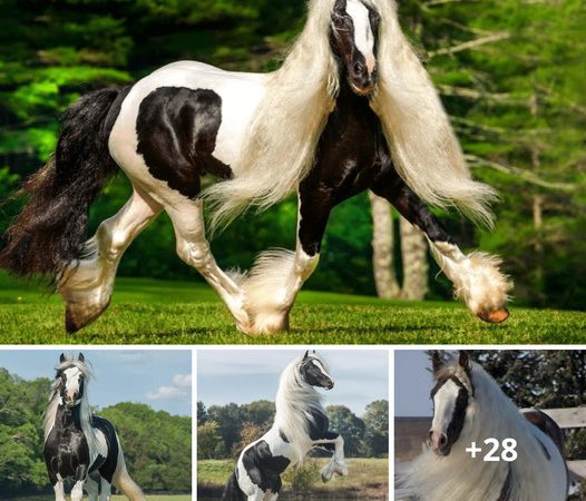 Gypsy Vanner Horses: The Timeless Beauty and Cultural Significance of Extraordinary Companions