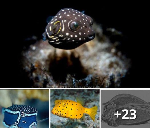 Decoding the Agility of Square-Bodied Golden Chest Puffer Fish