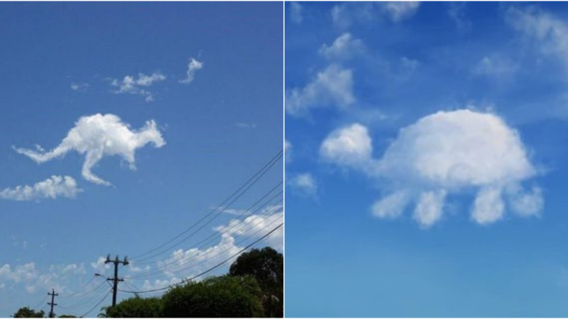 A Sky Canvas: Nature’s Animal Artistry in Cloud Formations