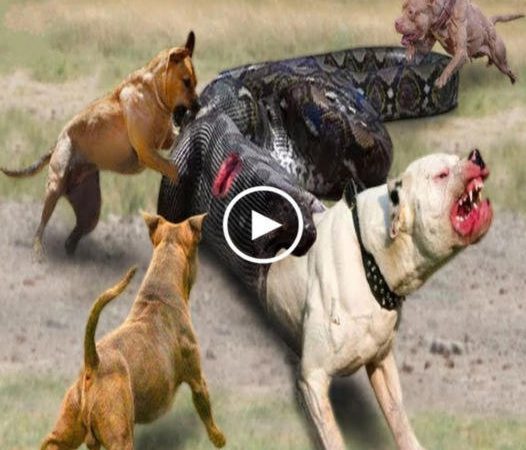 A Battle of Titans: Epic Struggle Between a Massive Python and Courageous Dogs Leads to a Dramatic Rescue