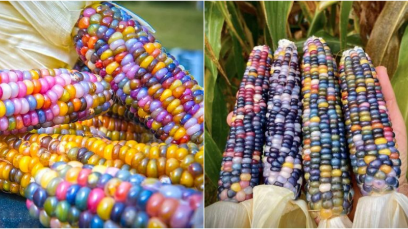 Unveiling Nature’s Artistry: The Extraordinary Journey of Glass Gem Corn