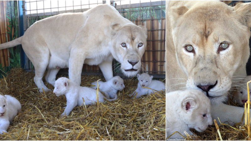 Whispers of Majesty: A Quartet of Rare White Lion Cubs Born in German Circus