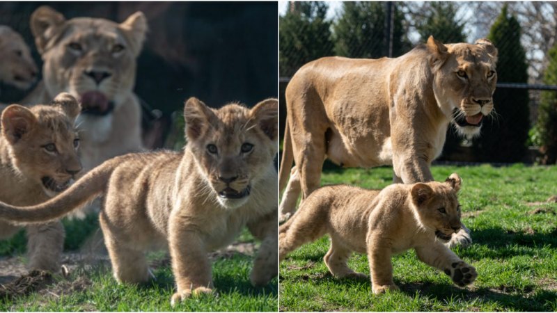 Lola’s Pride: A Tale of Motherhood and Majesty in Taigan