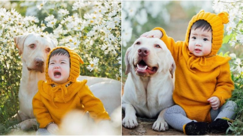 Harmony Captured: A Loyal Companion in the Tranquil Chrysanthemum Garden