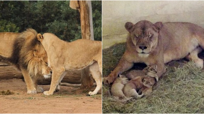 Whispers of Life: A New Dawn for African Lions at Werribee Open Range Zoo