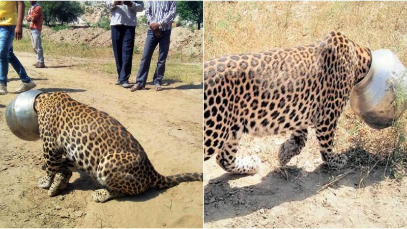 A Quirky Safari Tale: Thirsty Leopard’s Hilarious Misadventure in a Rajasthan Village