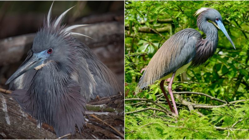 The Timeless Elegance of the Tricolored Heron: A Chronicle of Motherhood