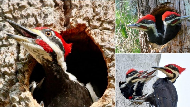 Exploring the Majesty of the Pileated Woodpecker: Nature’s Drummer