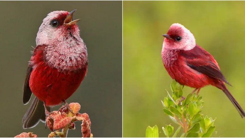 Enchanting Elegance: The Pink-Headed Warbler’s Radiant Symphony