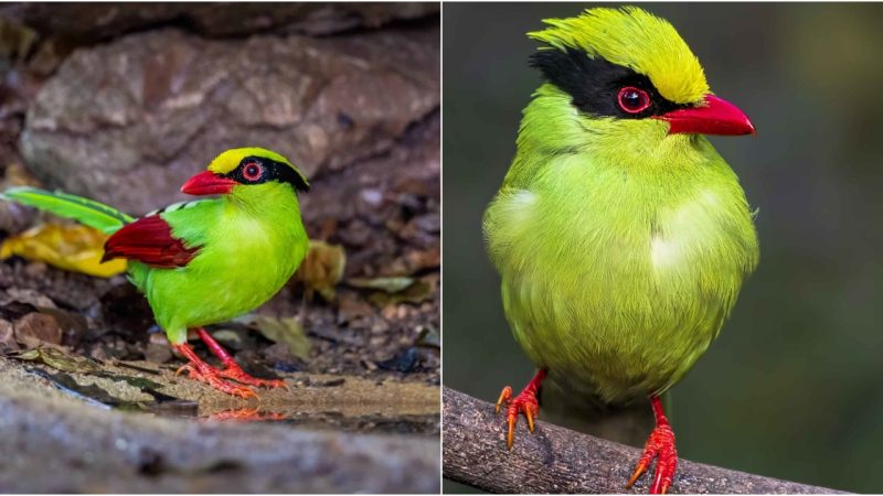 Symphony in Green: Unveiling the Majesty of the Indochinese Green Magpie