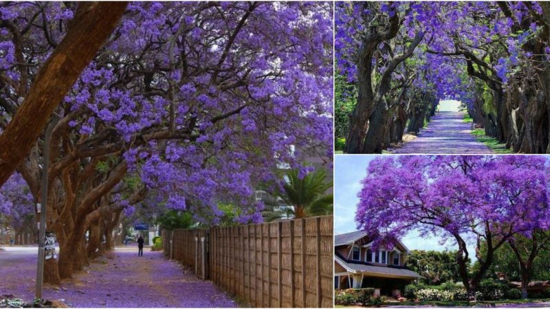 Blossoming Beauty: Jacaranda Flowers Create a Breathtaking Purple Canopy, Exuding Elegant Charm