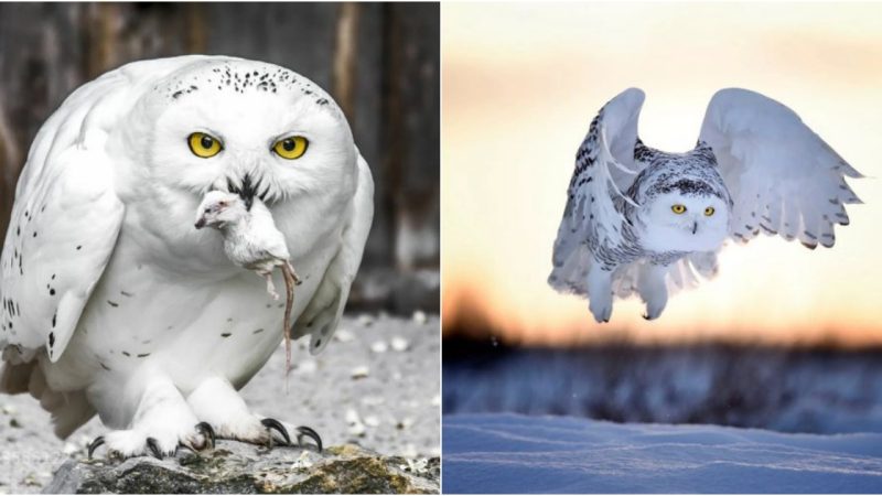 Whispers of the Arctic Breeze: A Closer Look at the Enchanting World of Snowy Owls