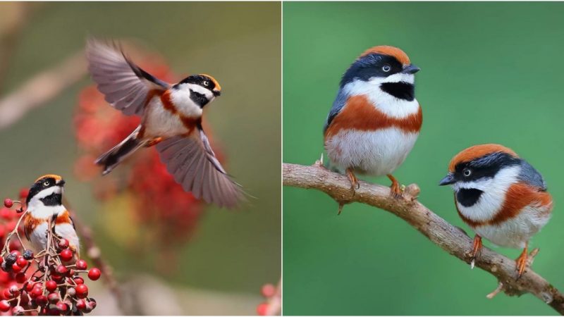 Harmony in Feathers: Unveiling the Enigmatic Elegance of the Black-Throated Bushtit