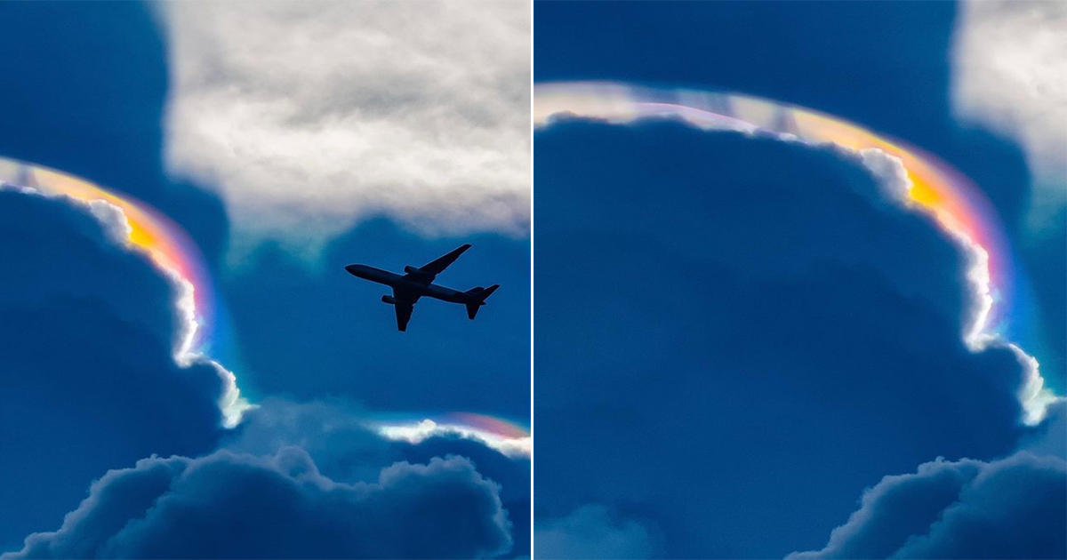 Discovering the Enchanting Iridescent Pileus: A Rare Phenomenon in the ...