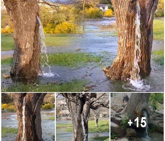 Nature’s Marvel: The Enigmatic Gushing Water Tree of Dinoša, Montenegro