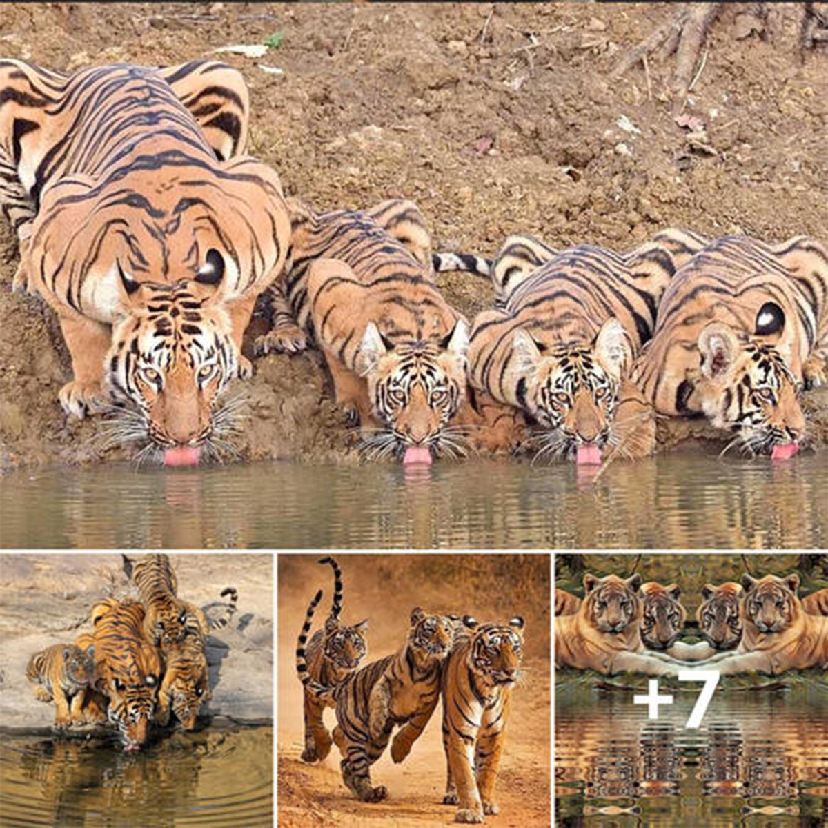 Mesmerizing Wildlife Footage: Tigers’ Serene Water Oasis with Family ...