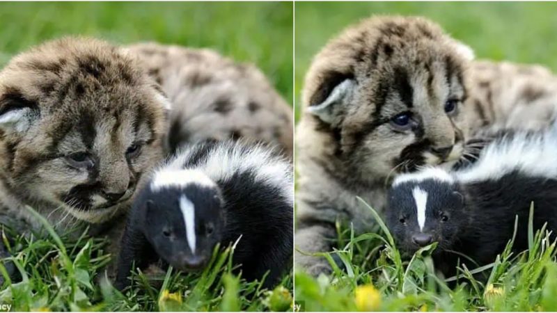 Unexpected Friendship: Lion Cubs and Baby Skunk Form Heartwarming Bond