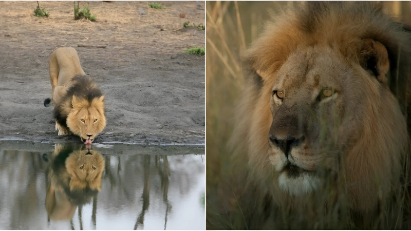 Cecil’s Pride: The True Story of a Lion King