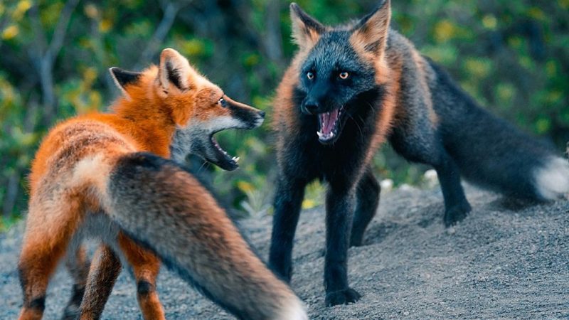 Fire Fox Discover One of the Rarest Animals on Earth and Its Unique Charm